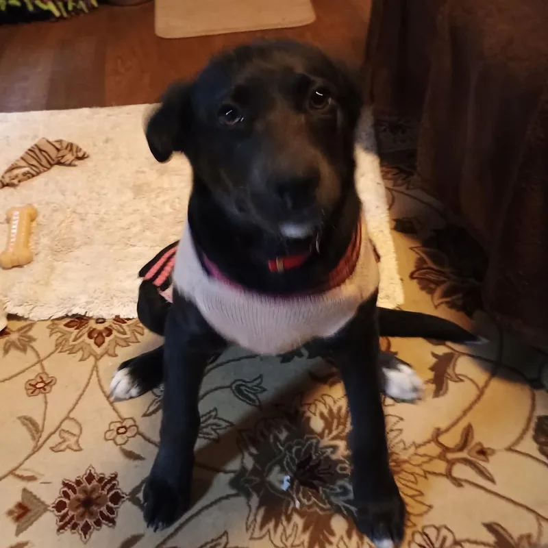 Missy Ii thumbnail 5