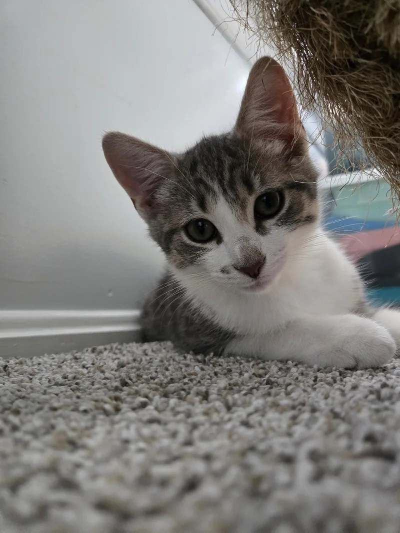 Waffles thumbnail 2