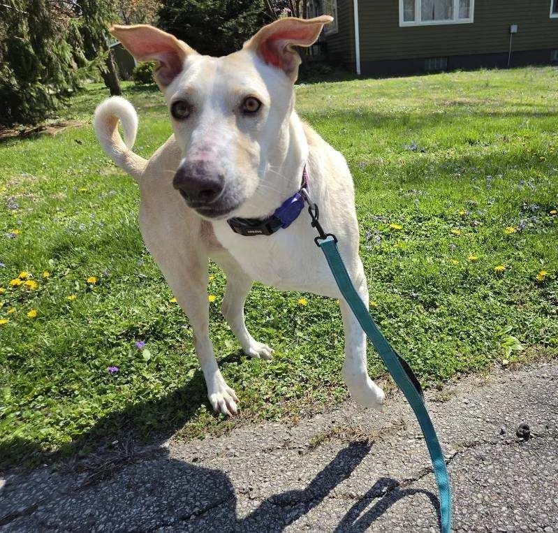 An adult medium-sized male Apricot / Beige Saluki dog named Apollo for adoption in Palos Heights, IL