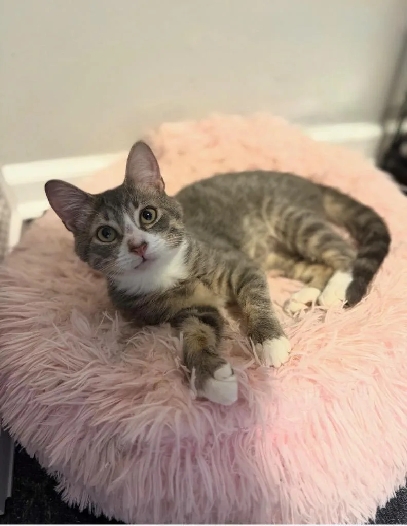 A baby medium-sized male Domestic Short Hair cat named Finn for adoption in New York, NY