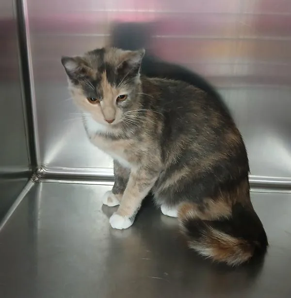 A young small-sized female Domestic Short Hair cat named Marbles for adoption in Sioux City, IA