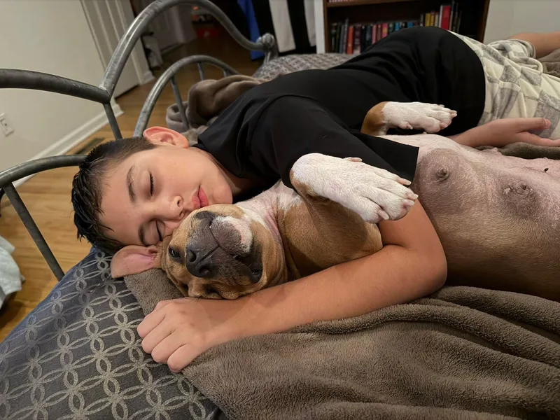 An adult medium-sized female Pit Bull Terrier dog named Mattel for adoption in Bethlehem, PA