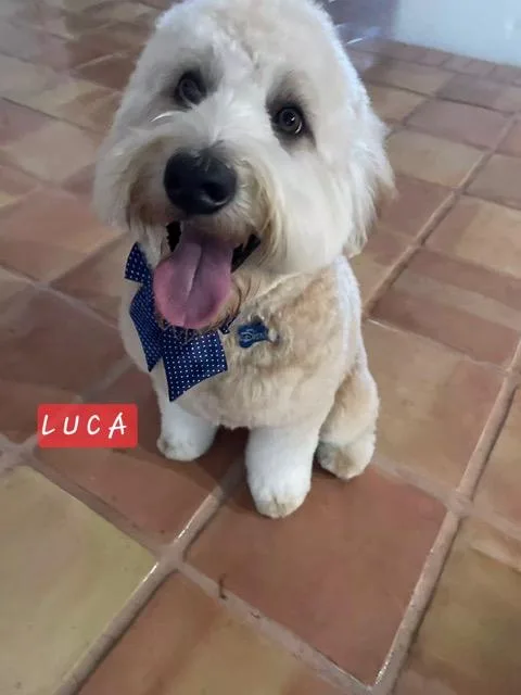 Luca