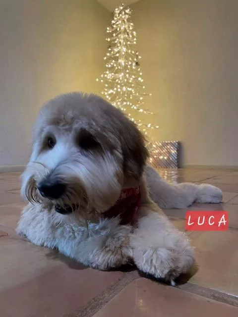 Luca thumbnail 2