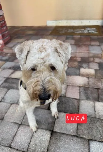 Luca thumbnail 3