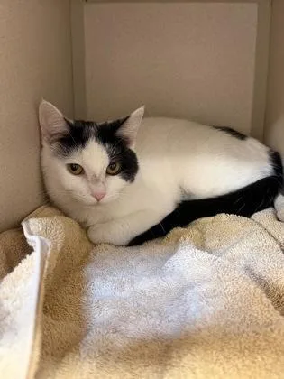 An adult medium-sized female Domestic Short Hair cat named Scarlette for adoption in New Hope, PA