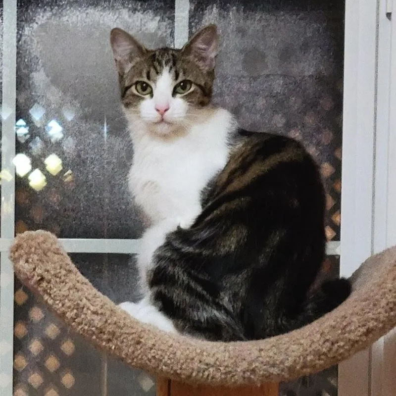 A young small-sized female White Domestic Short Hair cat named Indie With Sizzle for adoption in Manchester, CT