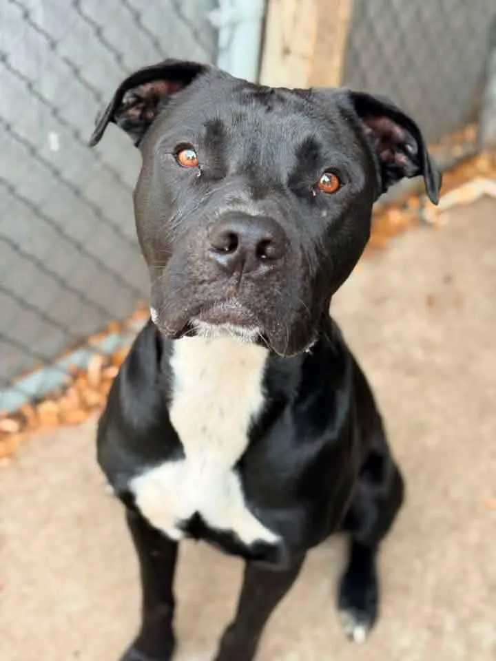 An adult medium-sized male Black Pit Bull Terrier dog named Clark Gable for adoption in Chicago, IL