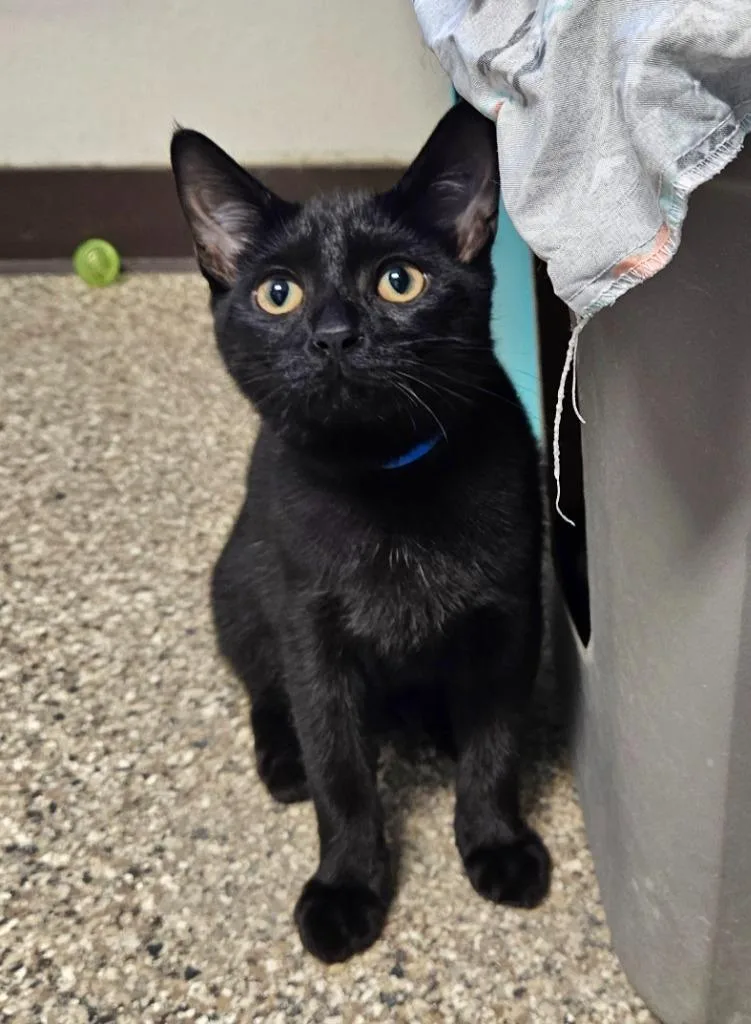 A baby small-sized male Domestic Short Hair cat named Wilbur for adoption in Fremont, OH