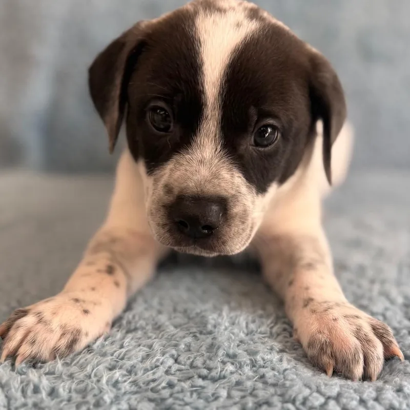 A baby medium-sized male White / Cream Cattle Dog dog named Drake for adoption in St. Peters, MO