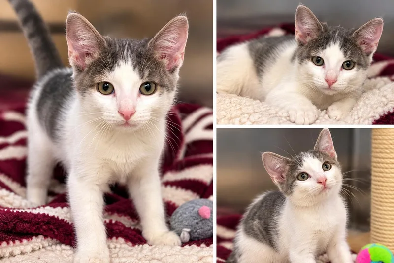 A baby medium-sized female Domestic Short Hair cat named Poppy for adoption in Kiln, MS