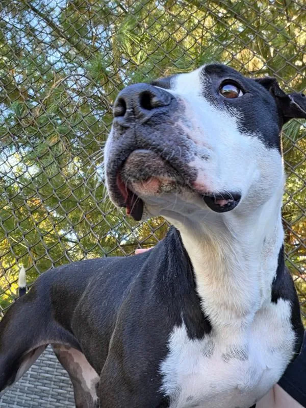 An adult medium-sized female Pit Bull Terrier dog named Auntie Anne for adoption in Skillman, NJ
