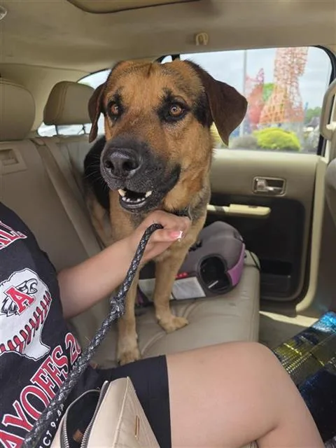 A young large-sized male Labrador Retriever dog named Chiquitin for adoption in San Antonio, TX