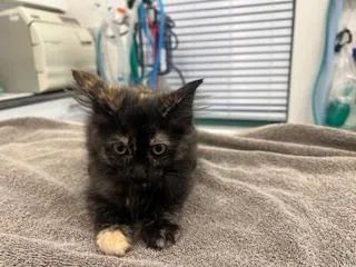 A baby small-sized female Domestic Short Hair cat named Aurora for adoption in Antioch, CA