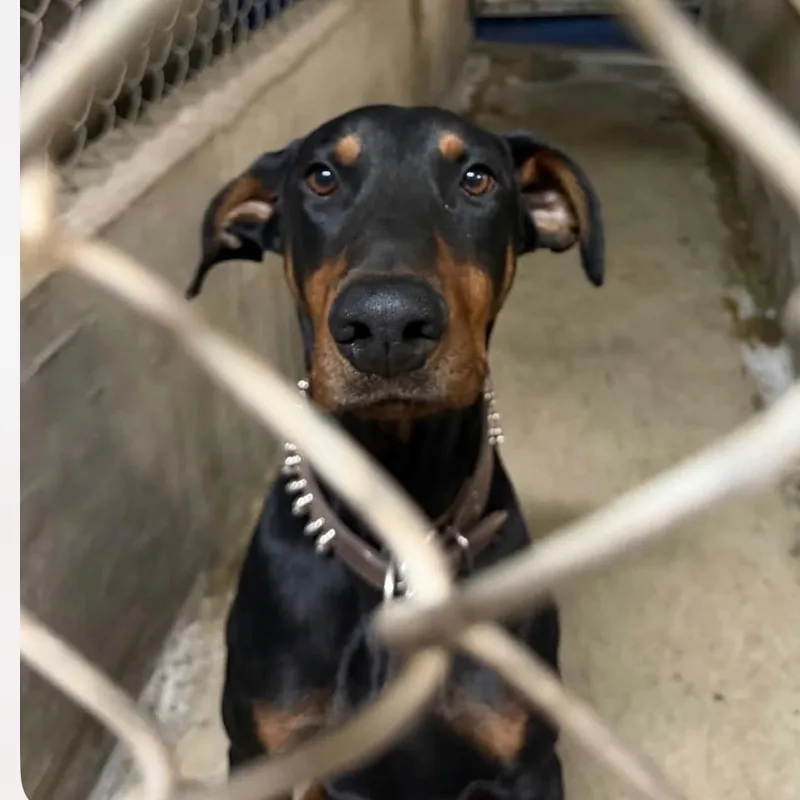 An adult medium-sized male Black Doberman Pinscher dog named Dax for adoption in Tacoma, WA