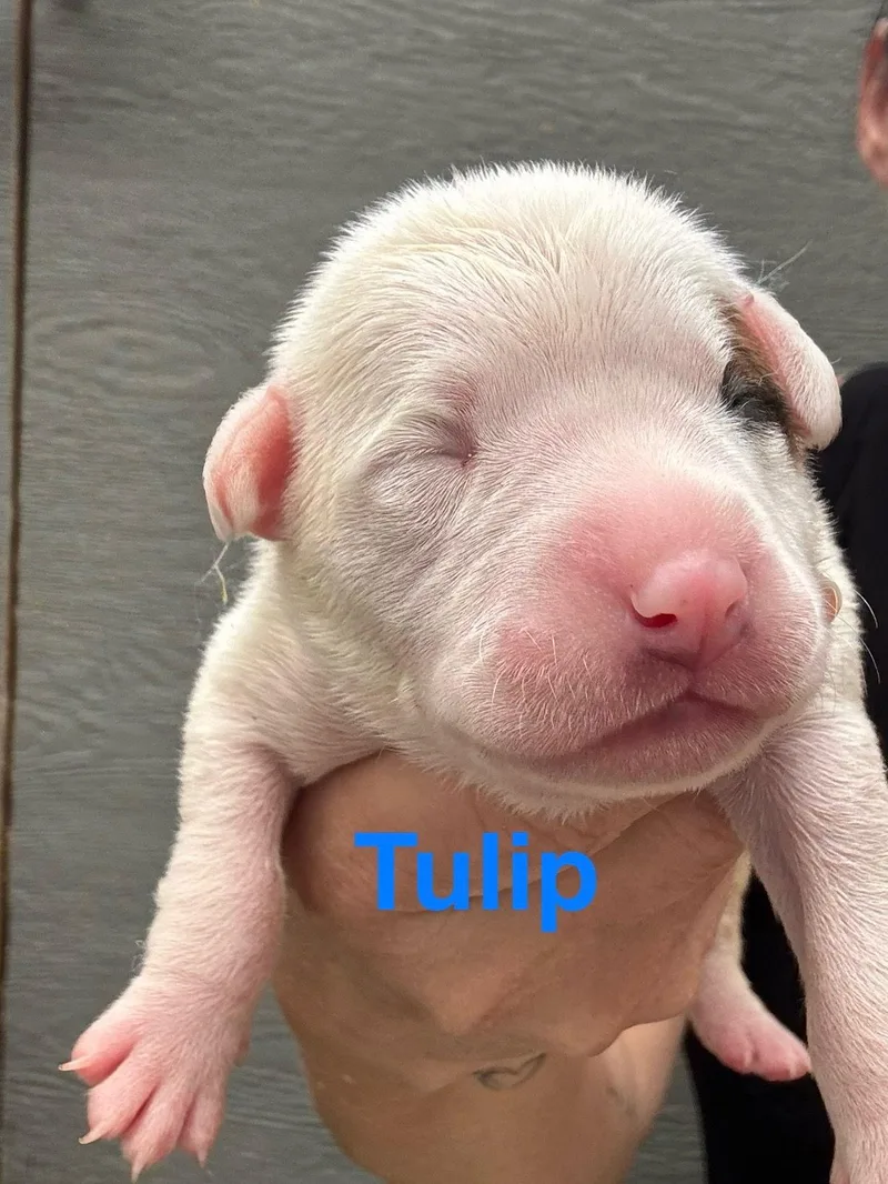 Lilly's Flowers  Tulip