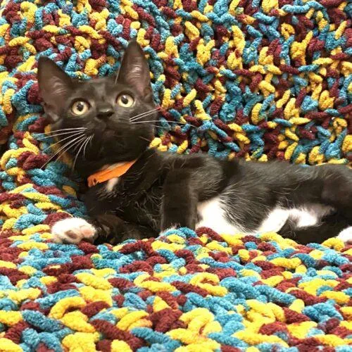 A baby small-sized male Domestic Short Hair cat named Cole for adoption in Gilbert, AZ