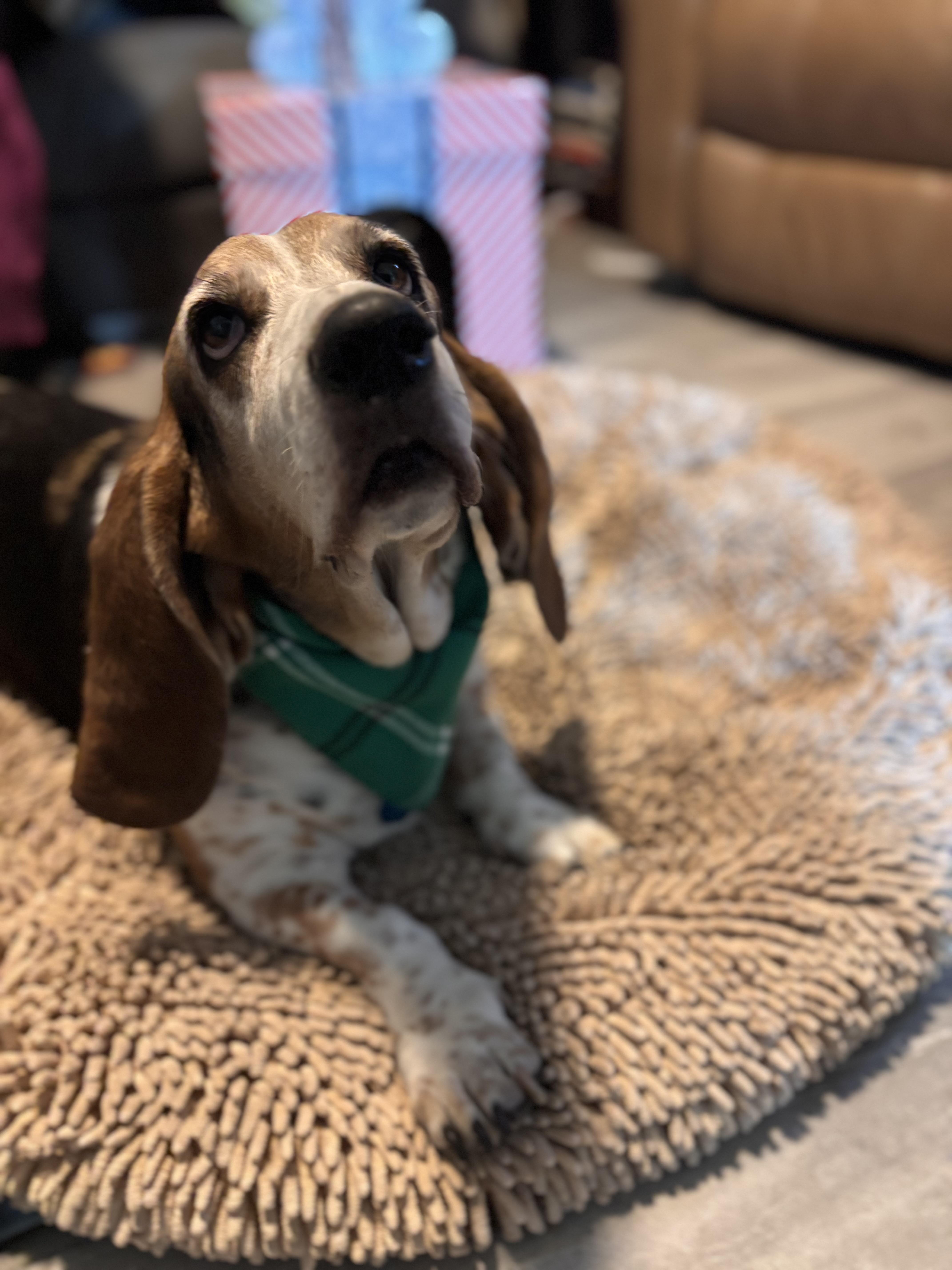 A senior medium-sized male Tricolor (Brown, Black, & White) Basset Hound dog named Bernie for adoption in Auburndale, FL