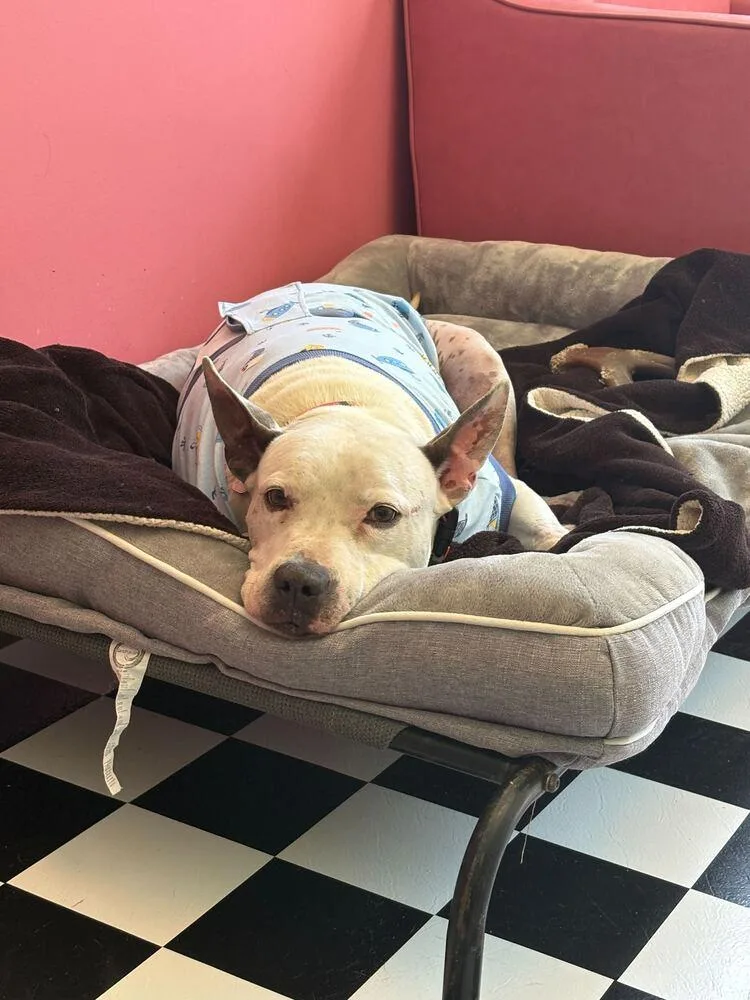 A senior medium-sized male Gray / Blue / Silver American Staffordshire Terrier dog named Butters for adoption in Lakeland, FL