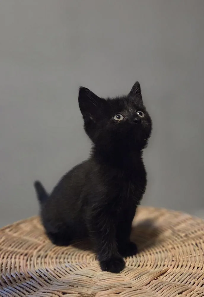 Merryweather thumbnail 2