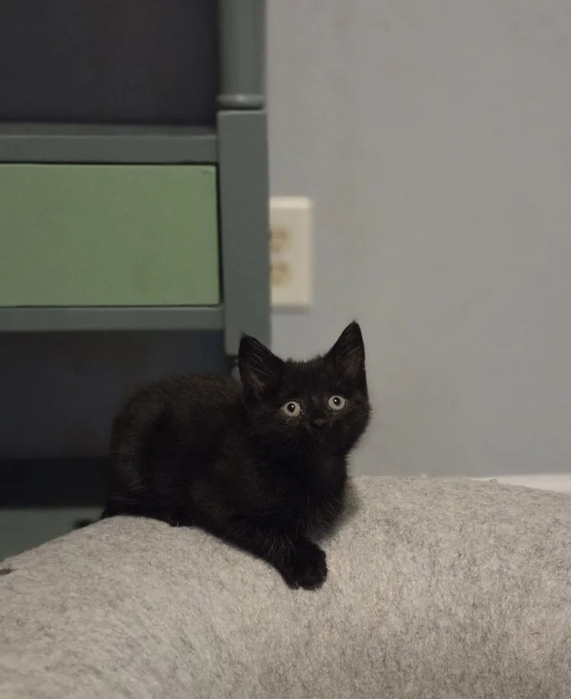 Merryweather thumbnail 4