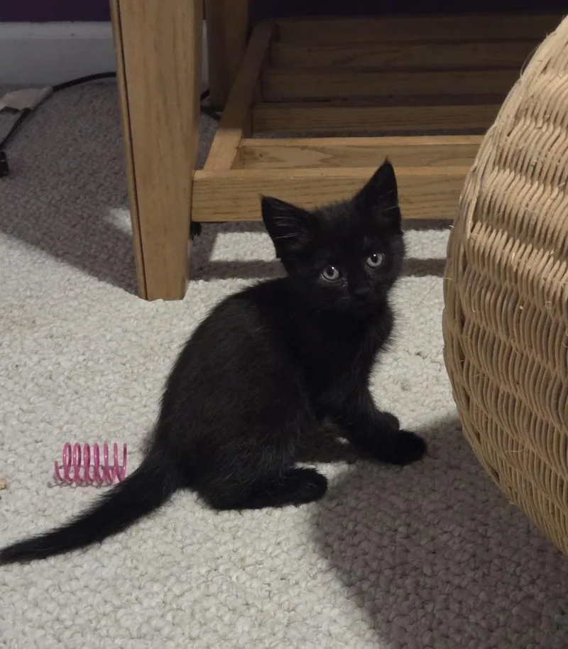 Merryweather thumbnail 5