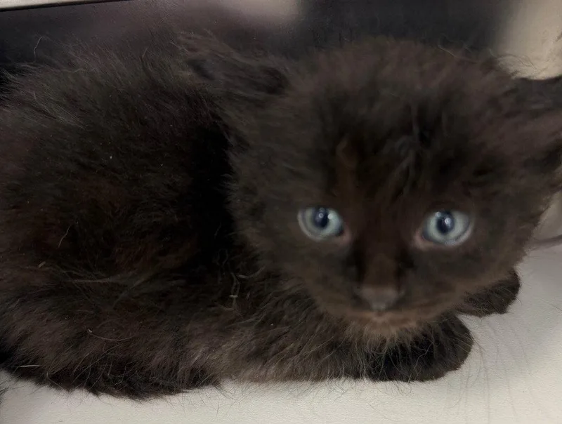 A baby small-sized male Black Domestic Short Hair cat named 26-286 for adoption in Tarboro, NC