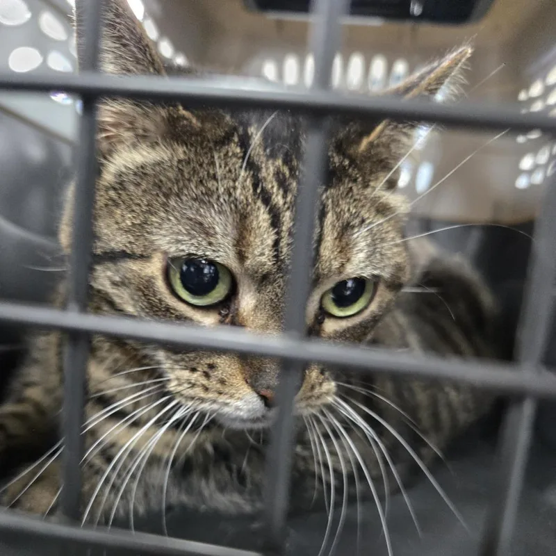 An adult large-sized female Brown / Chocolate Domestic Short Hair cat named Honey for adoption in Newark, NJ