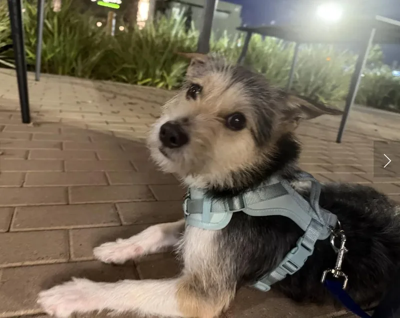 A young small-sized male Terrier dog named Ryder for adoption in Davis, CA