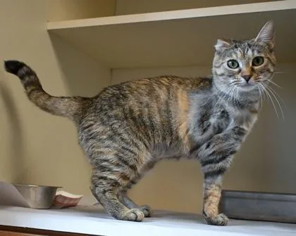 An adult large-sized female Domestic Short Hair cat named Claye for adoption in Chamblee, GA