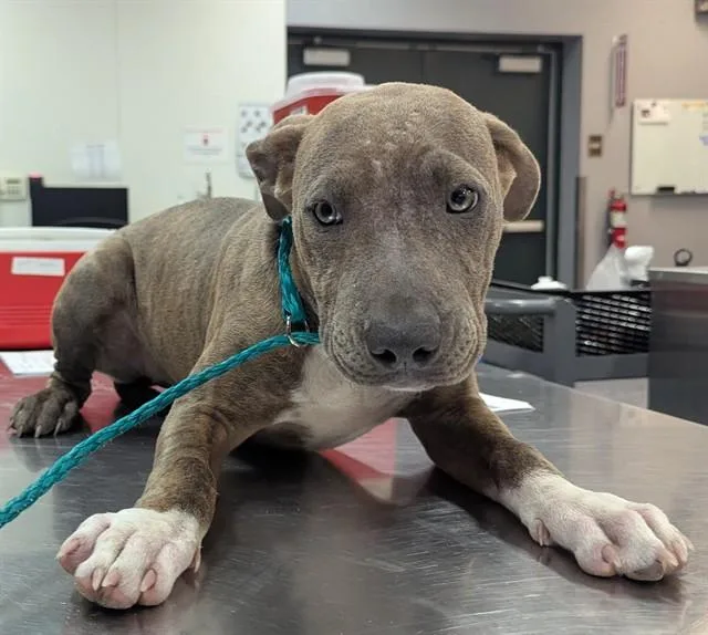 A young small-sized female Pit Bull Terrier dog named A for adoption in Thousand Palms, CA