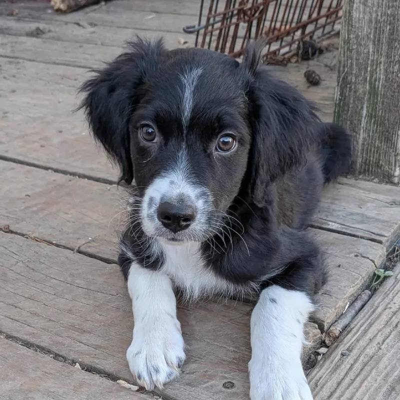 A baby small-sized male Black Australian Shepherd dog named Palmer for adoption in Farmersville, OH