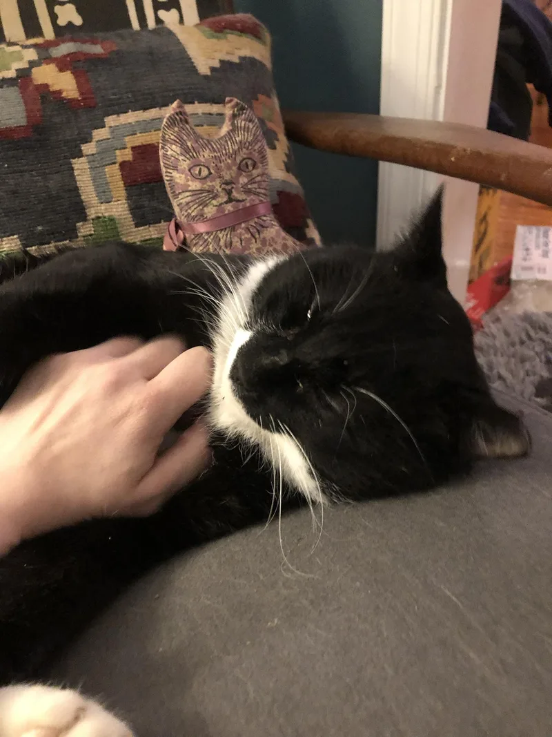 An adult large-sized male Black & White / Tuxedo Domestic Short Hair cat named Tito Tuxedo for adoption in Philadelphia, PA