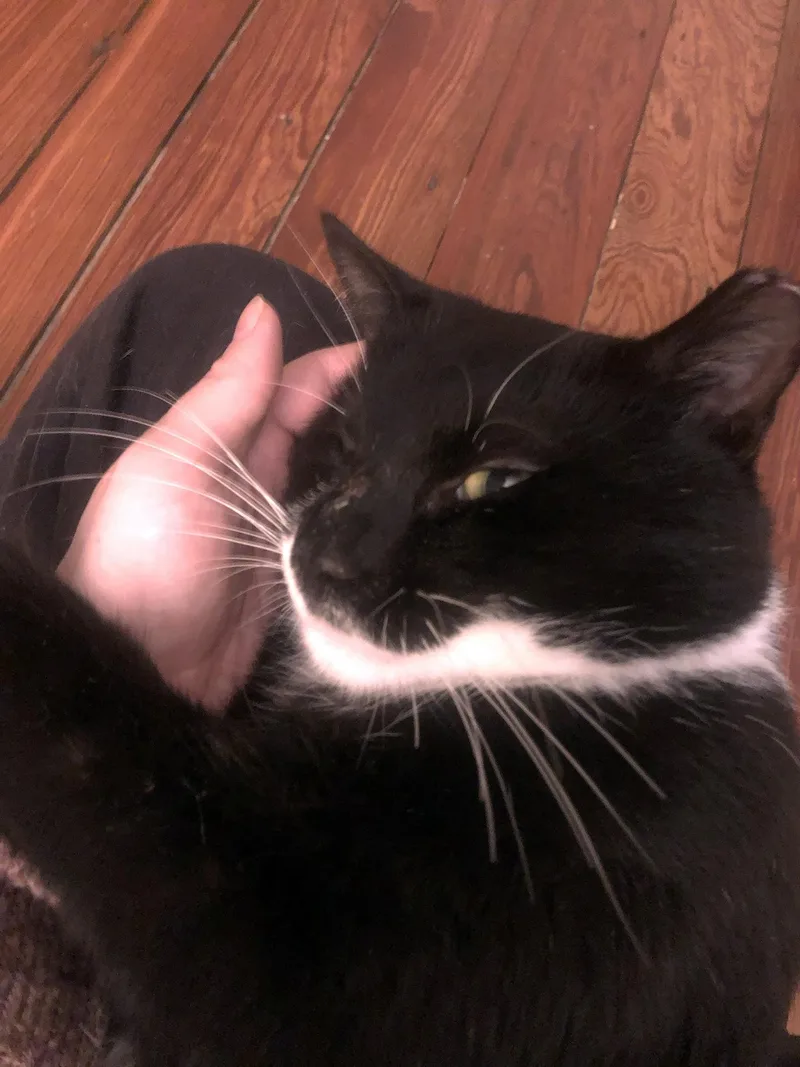 Tito Tuxedo thumbnail 2