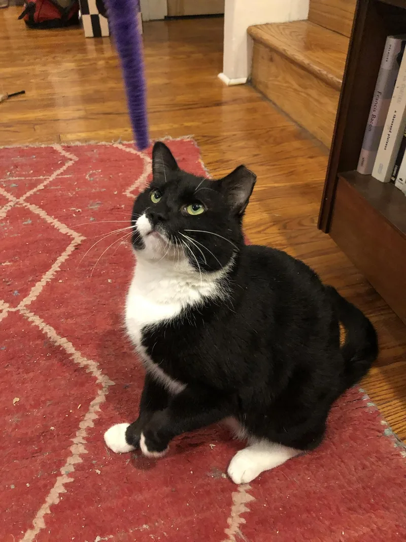 Tito Tuxedo thumbnail 3