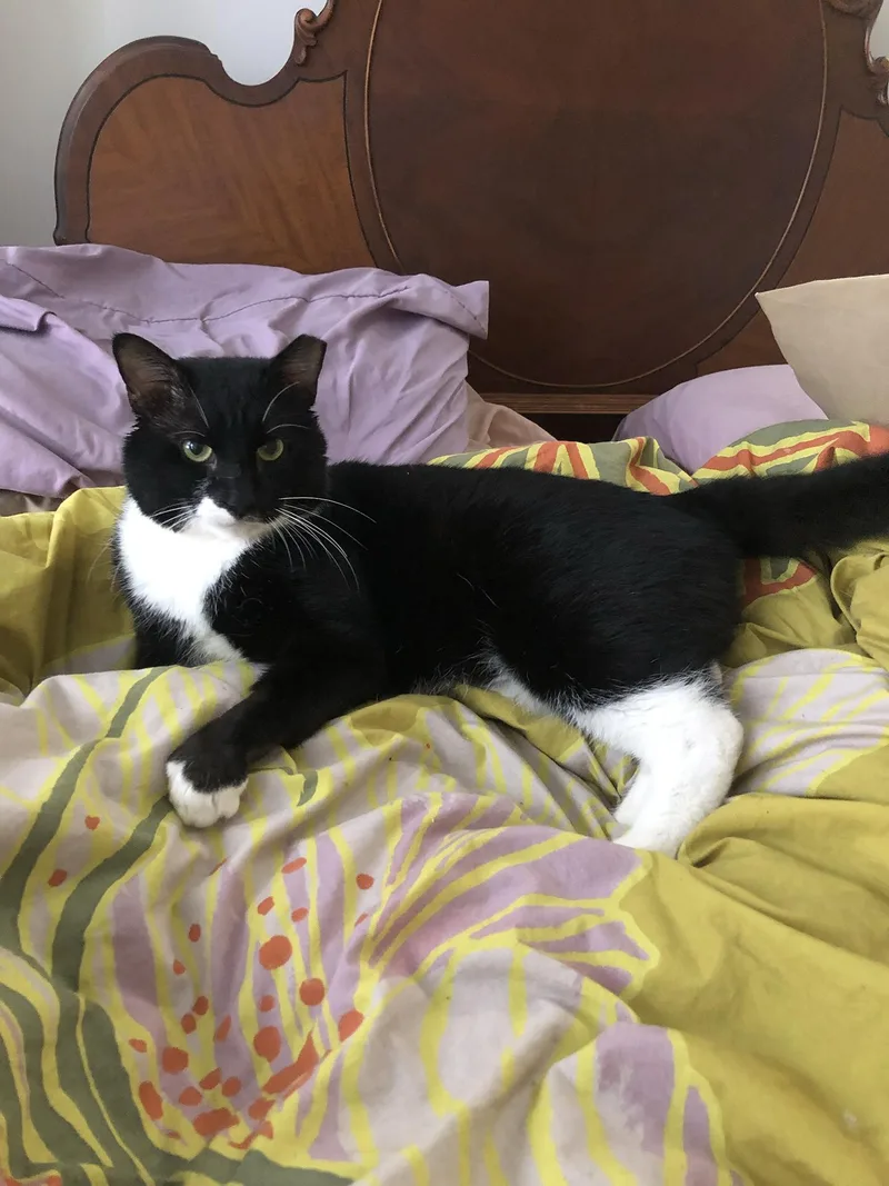 Tito Tuxedo thumbnail 4