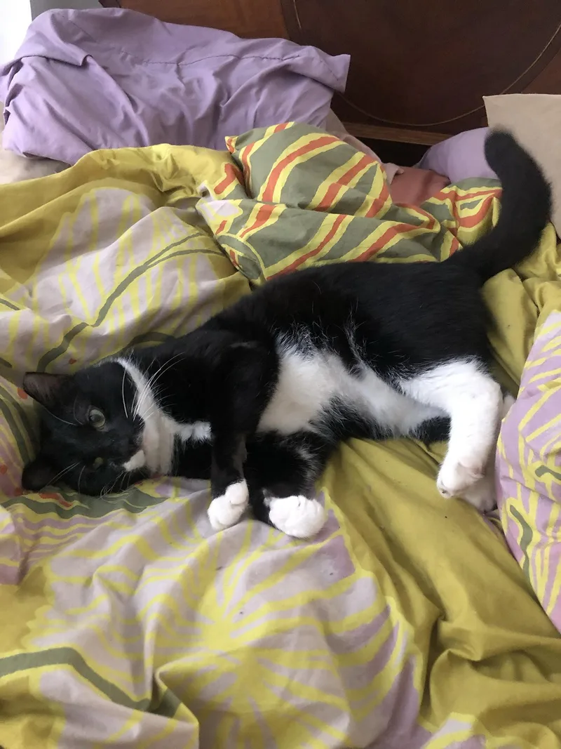 Tito Tuxedo thumbnail 5