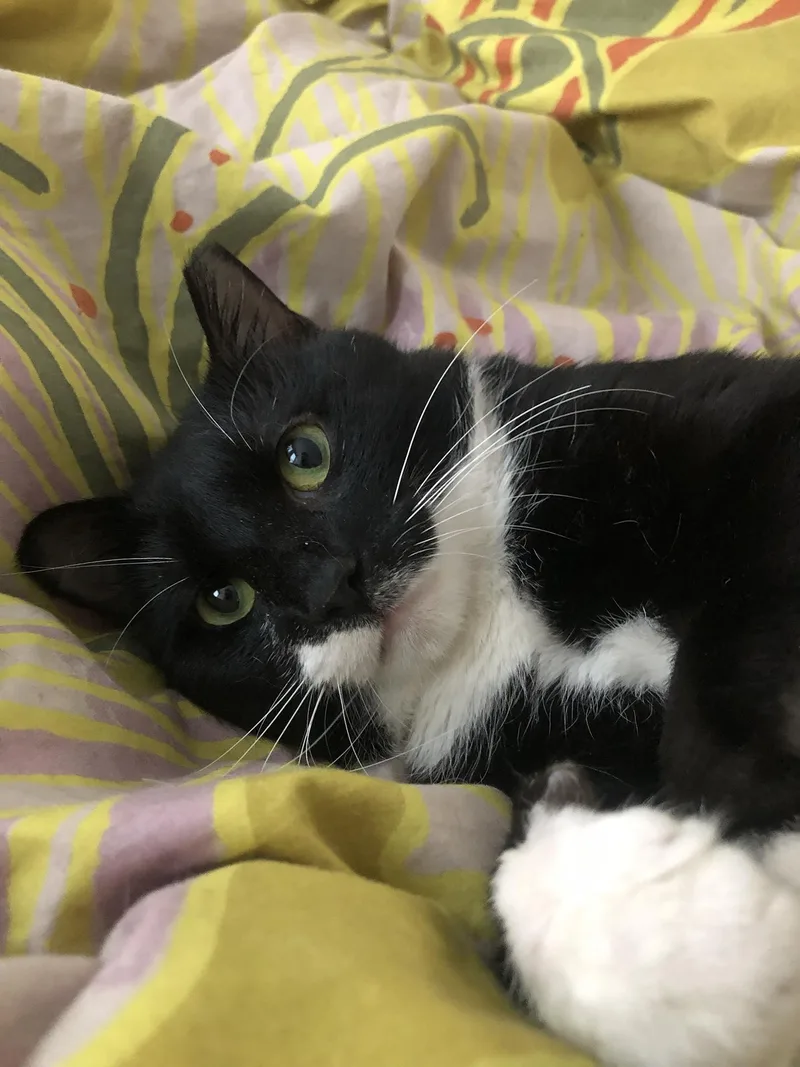 Tito Tuxedo thumbnail 6