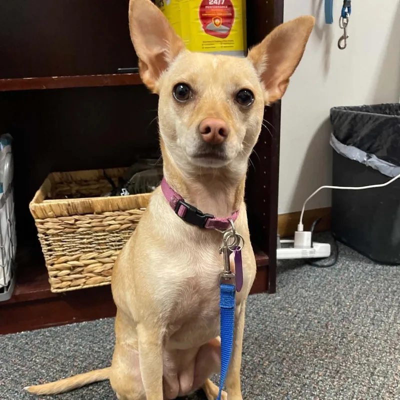 An adult small-sized female Yellow / Tan / Blond / Fawn Chihuahua dog named Tiny for adoption in Wichita, KS