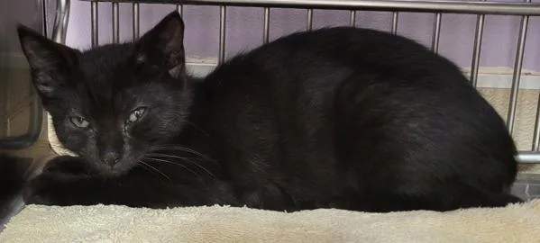 A baby small-sized female Domestic Short Hair cat named Ciri for adoption in Vancouver, WA