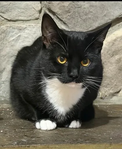 Penguin Working Cat