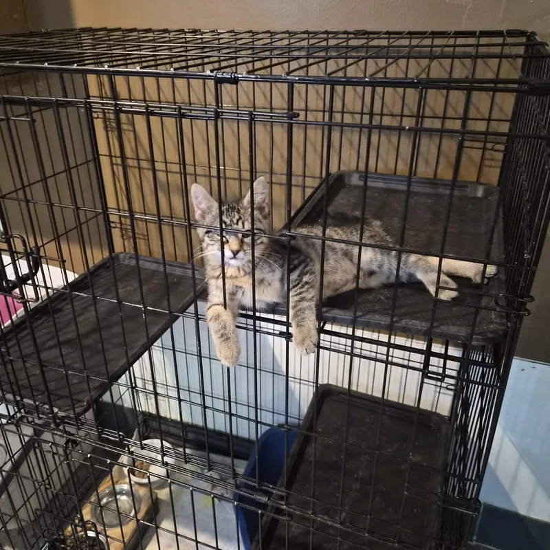 A baby medium-sized female Domestic Short Hair cat named Jazz for adoption in Greeley, CO