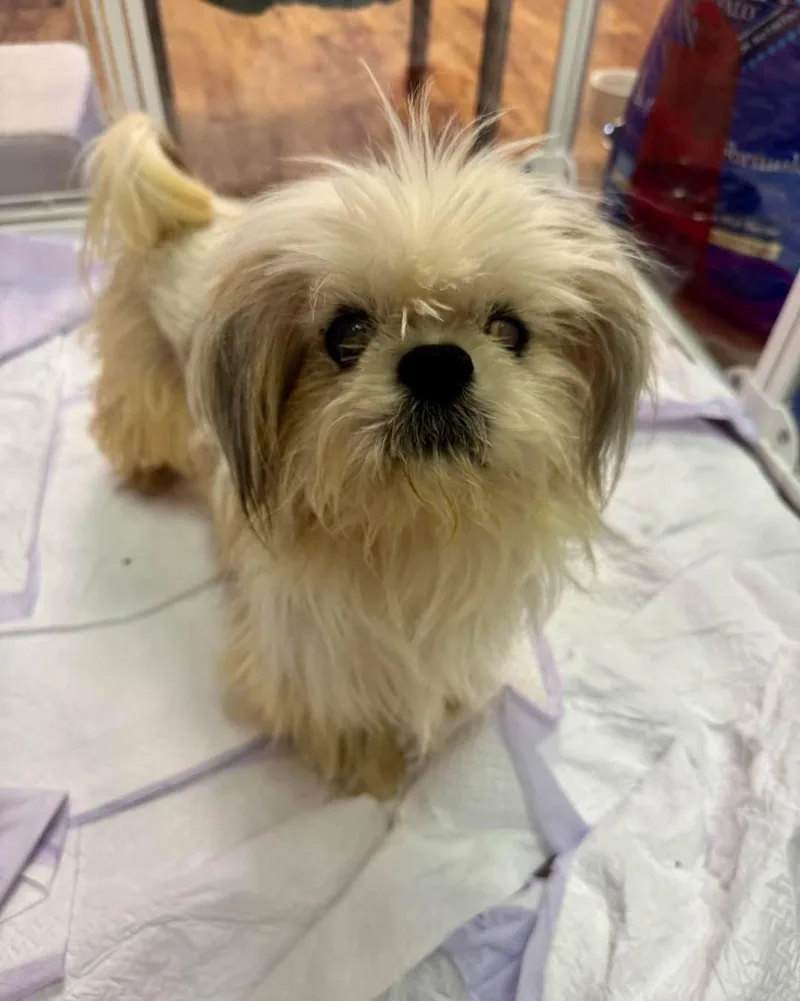 An adult small-sized male White / Cream Shih Tzu dog named Peter for adoption in Semmes, AL