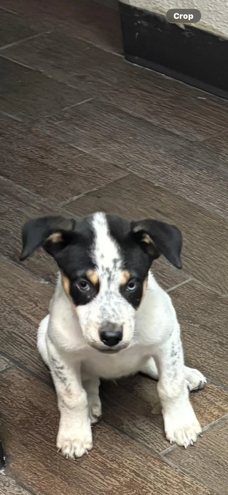 A baby medium-sized female Australian Cattle Dog / Blue Heeler named Ms. Kim for adoption in Fort Worth, TX