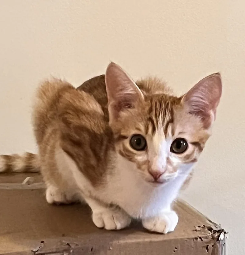 A young small-sized male Orange & White Domestic Short Hair cat named Copper for adoption in Decatur, GA