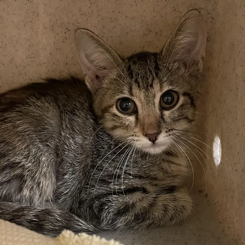 A baby small-sized female Black Domestic Short Hair cat named Eby for adoption in Norman, OK