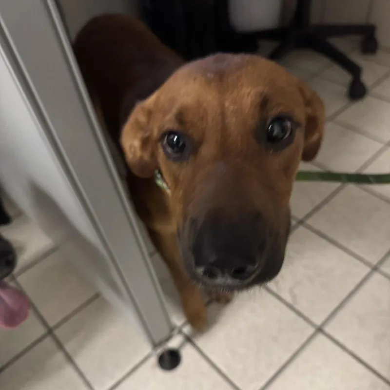 An adult medium-sized male Brown / Chocolate Mixed Breed dog named Gunner for adoption in Charleston, WV