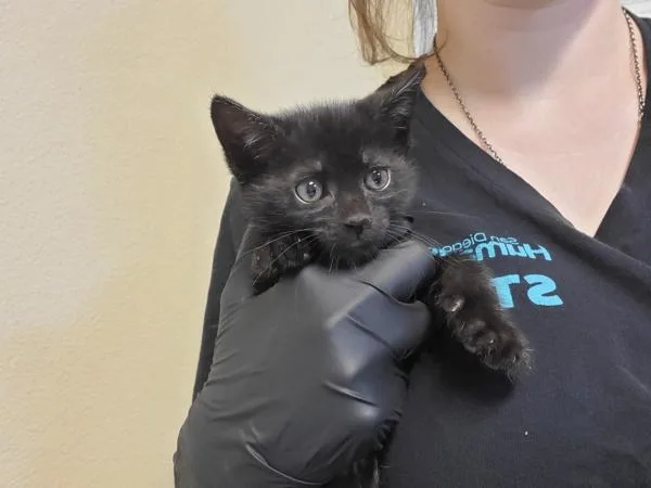 A baby small-sized male Domestic Short Hair cat named Barry Allen for adoption in Oceanside, CA