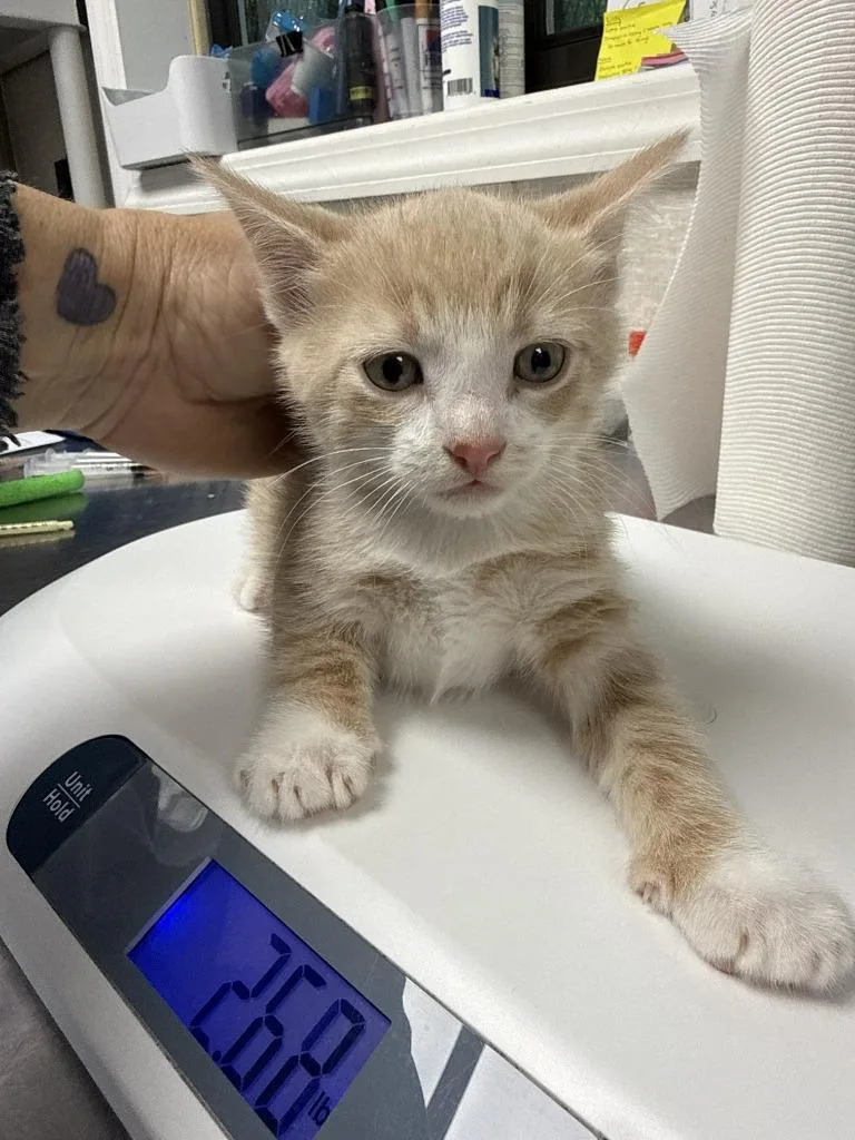A baby medium-sized male Domestic Short Hair cat named Kurt for adoption in Pomona, NY