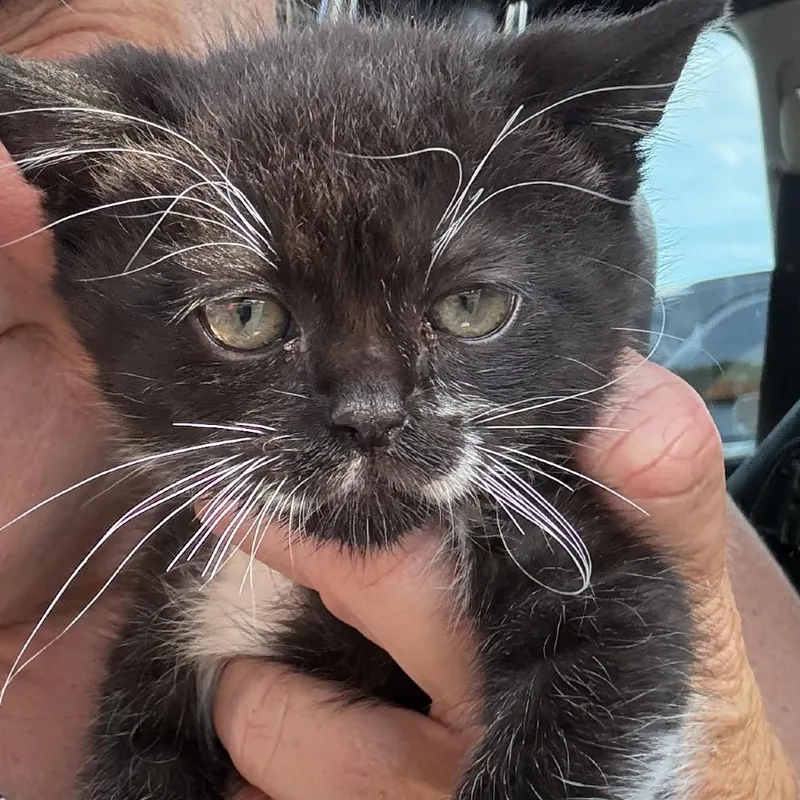 A baby small-sized male Domestic Short Hair cat named Ozzy for adoption in Rogersville, MO